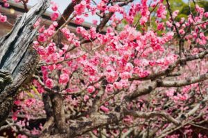 梅の花