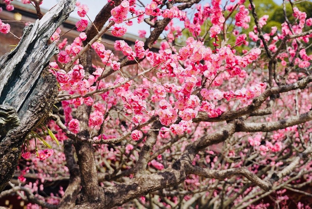 f:id:kaeru2019:20190306201642j:plain f:id:kaeru2019:20190306201642j:plain