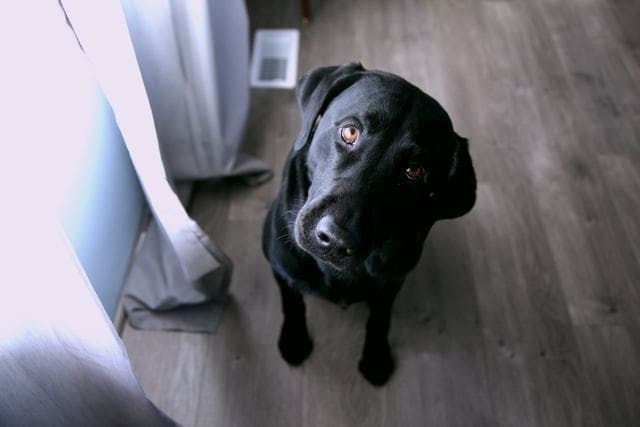 首をかしげる犬